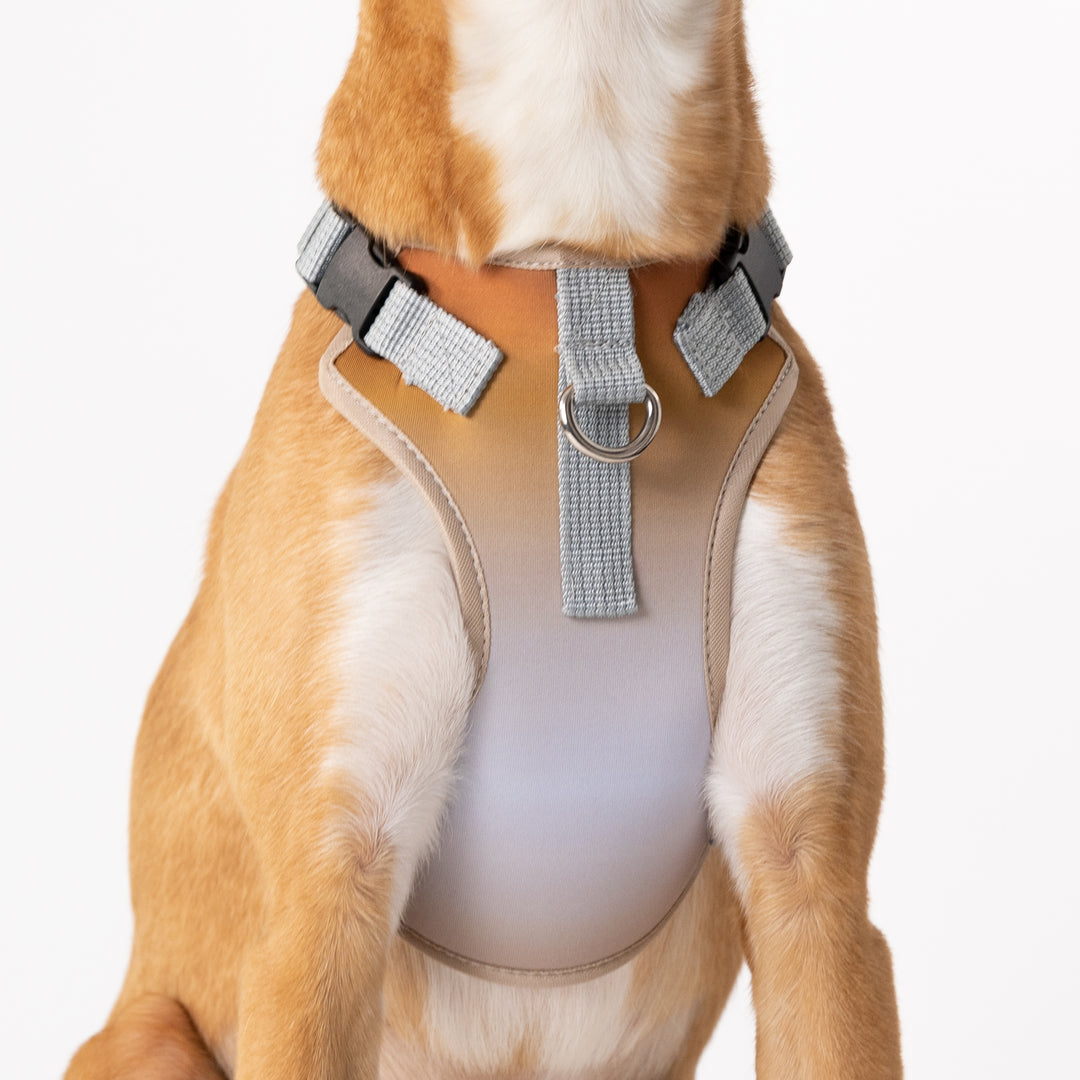 Fashion Y-Shaped Harness for Small Dogs