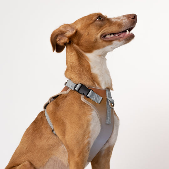 Fashion Y-Shaped Harness for Small Dogs