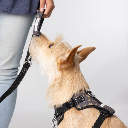 Fashion Leash for Small Dogs