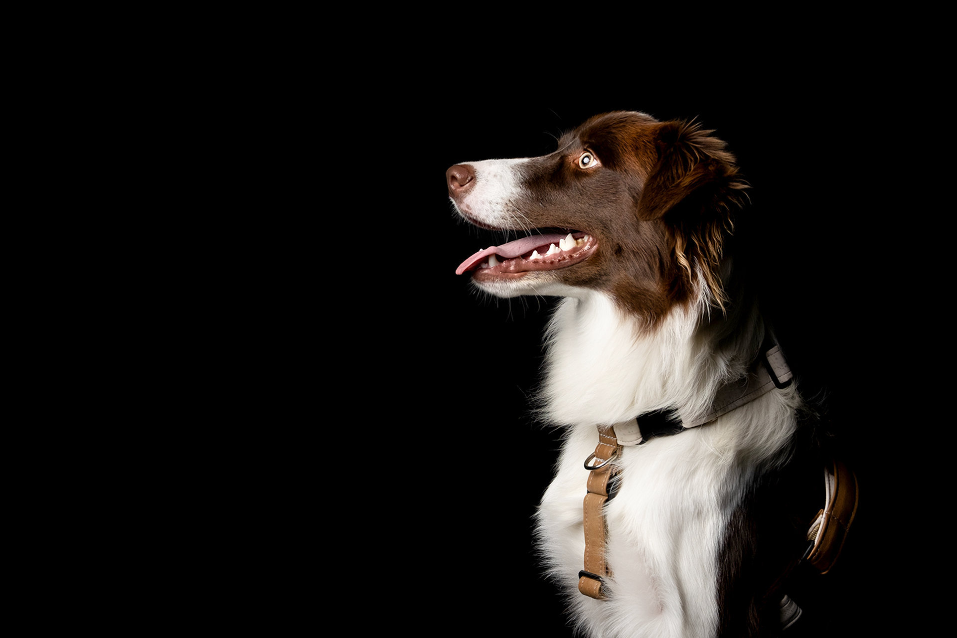 HARNESS
