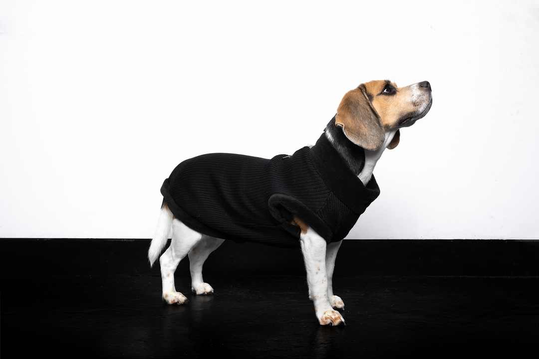 Sweater WB for small dogs