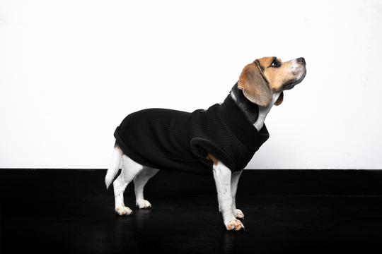Sweater WB for small dogs