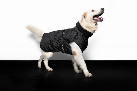 Large Dogs Only Padded Jacket