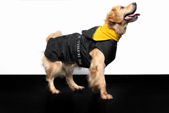 Raincoat turtle neck