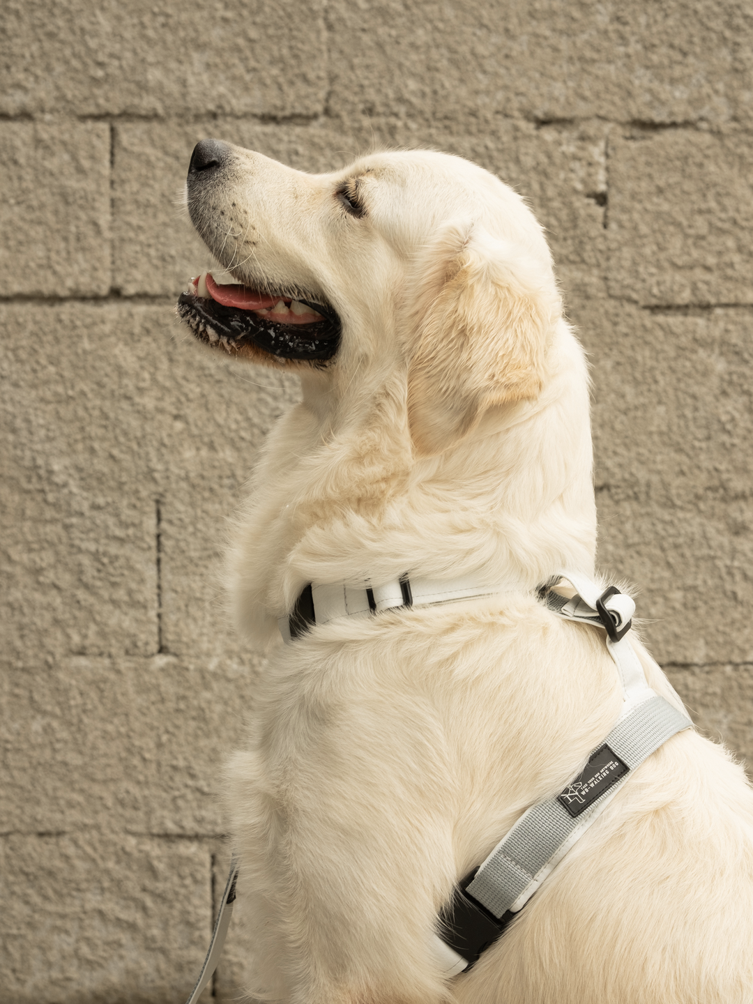 Active Dog - Vegan Leather No-Pull Harness