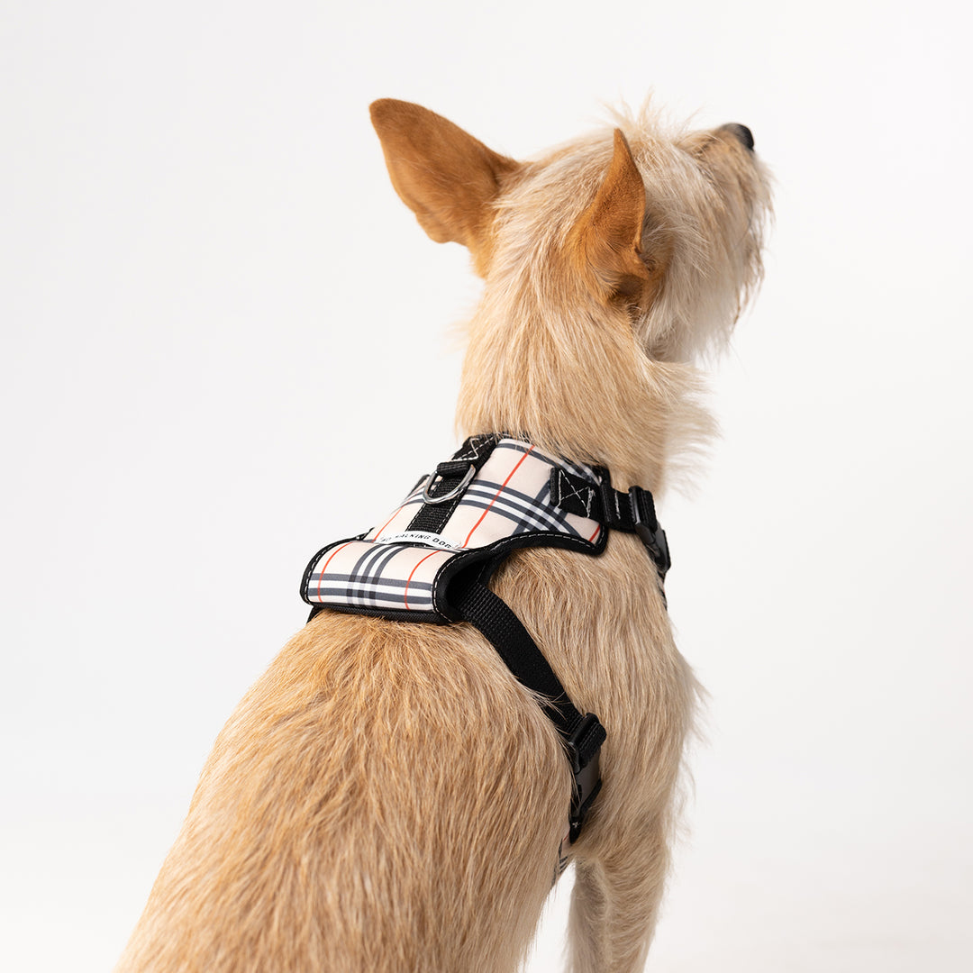 Arnês Fashion em Formato de Y para Cães Pequenos