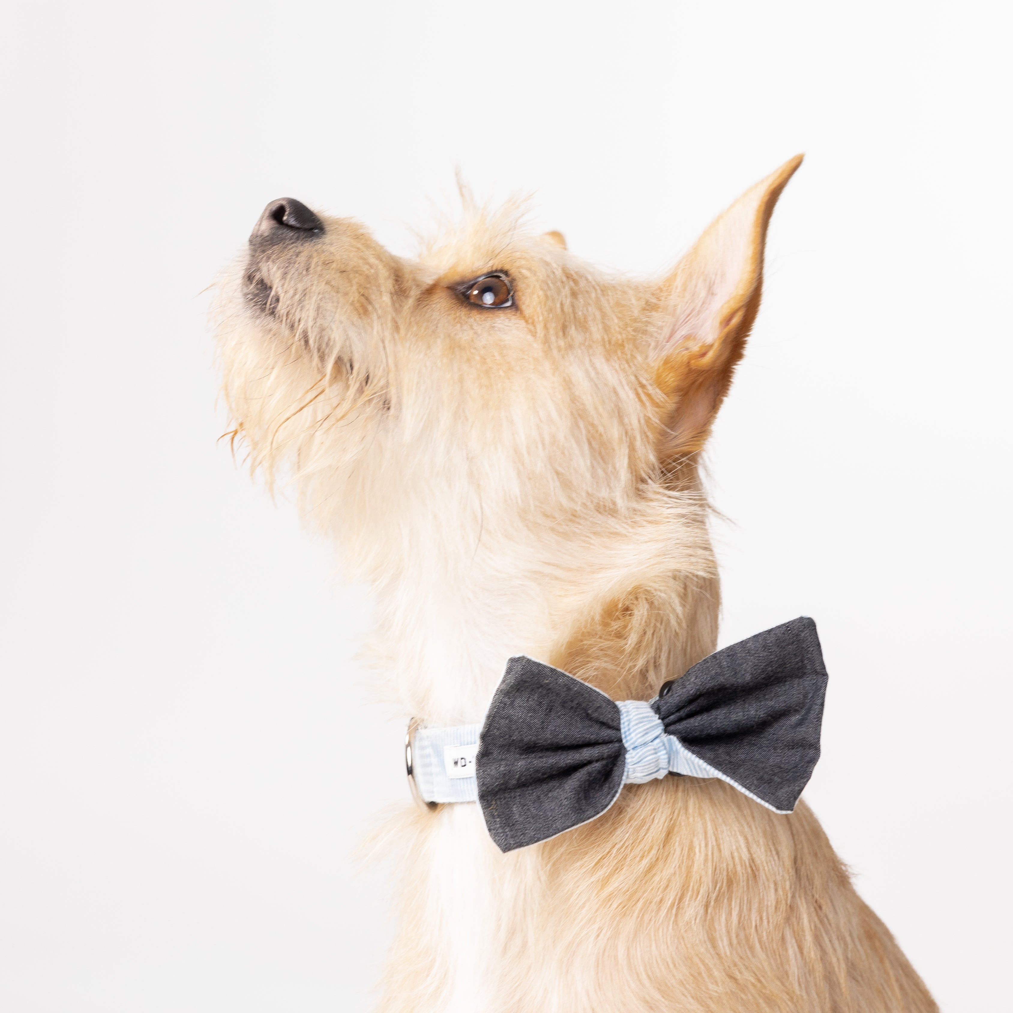 Fashion Collars Bows for Small Dogs Walking Dog
