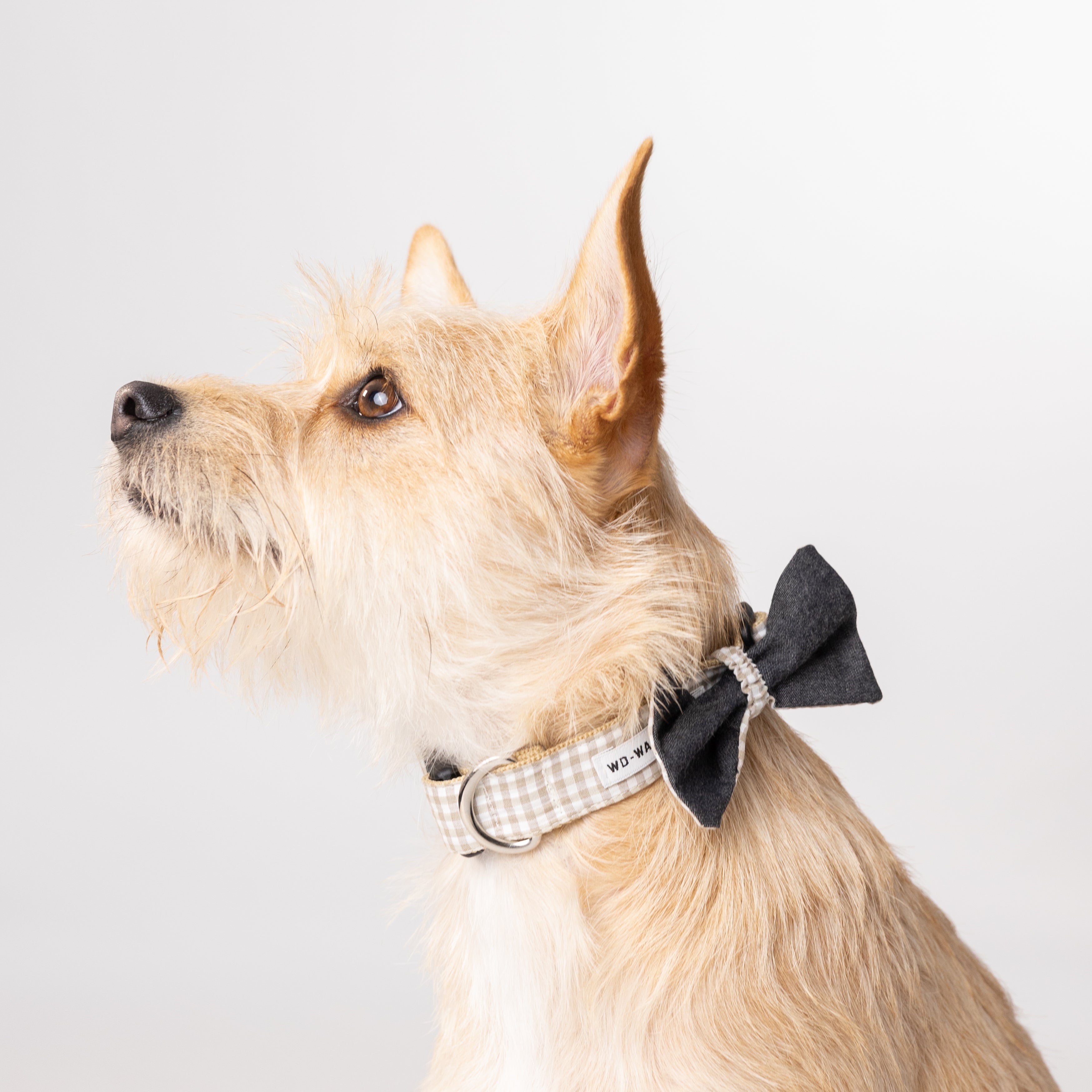 Fashion Collars Bows for Small Dogs Walking Dog